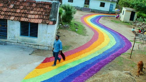 குதிரைவால் Bild 5