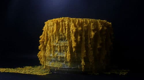 Der Blob - Schleimiger Superorganismus Bild 3