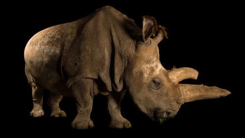 Rare: Creatures of the Photo Ark Bild 7