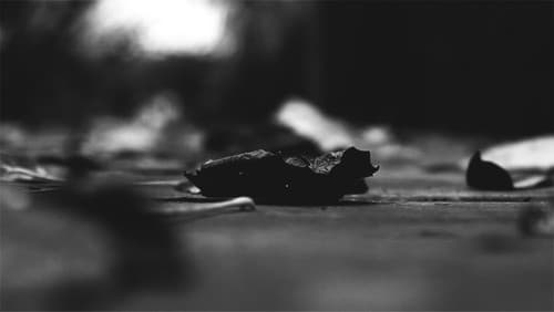 The pulse of everything from where we arose and departed Bild 2