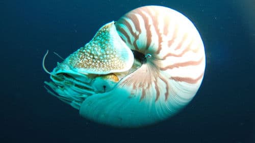 Wunder des Pazifiks Bild 5