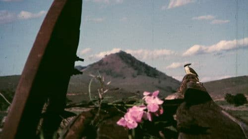 Carro de Bois Bild 2