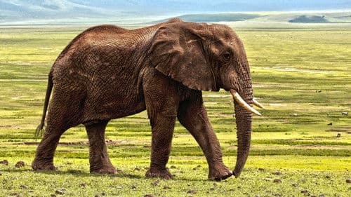 Die geheimnisvolle Welt der Elefanten Bild 2