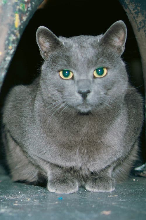 Slavko (Aki) the cat