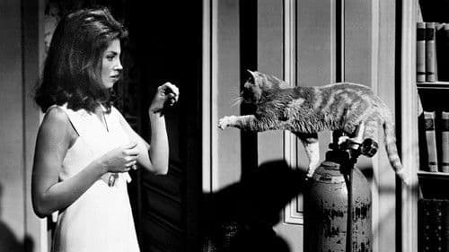 Grüne Augen in der Nacht Bild 1