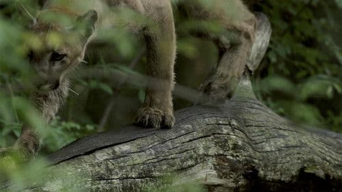 Die Rückkehr des Pumas Bild 4