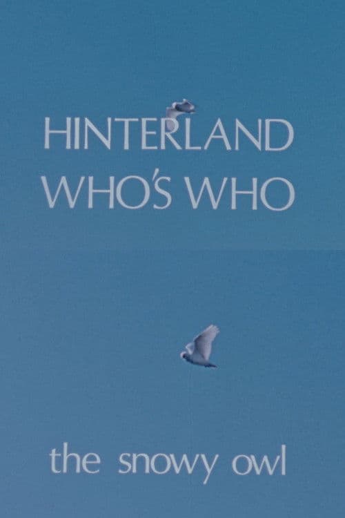 Hinterland Who's Who: The Snowy Owl