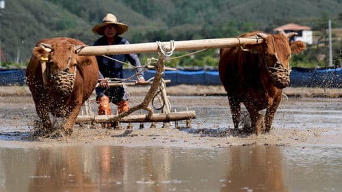 한우 랩소디 Bild 3