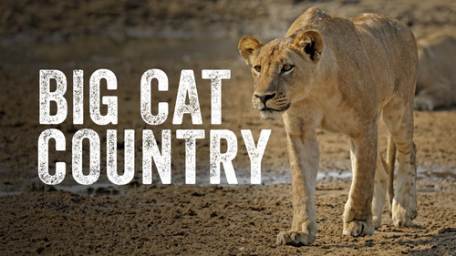 Big Cat Country Bild 1