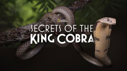 Secrets of the King Cobra Bild 3