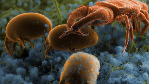 Le retour des Envahisseurs Invisibles Bild 1