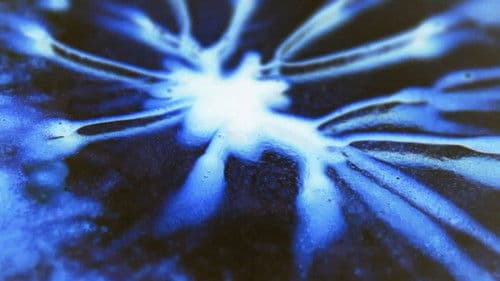 Magnification. Bild 1