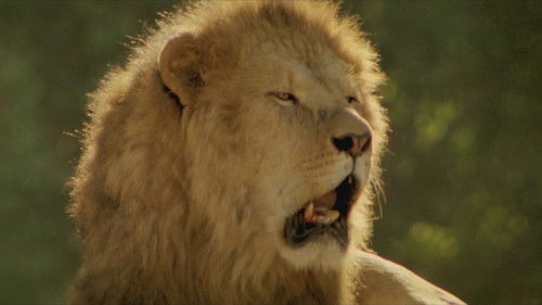 Roar - Die Löwen sind los Bild 7