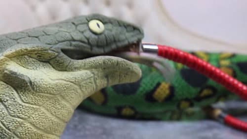 Stoner Snakes Bild 1