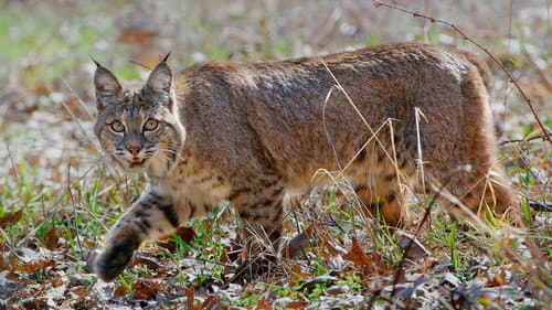 Wild Little Cats Bild 5