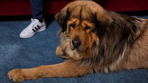 Nom d'un chien ! Le plus beau c'est le mien Bild 1