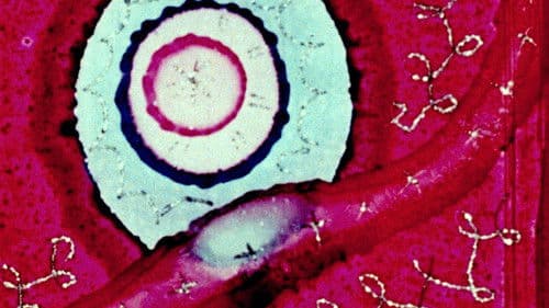 Begone Dull Care Bild 1