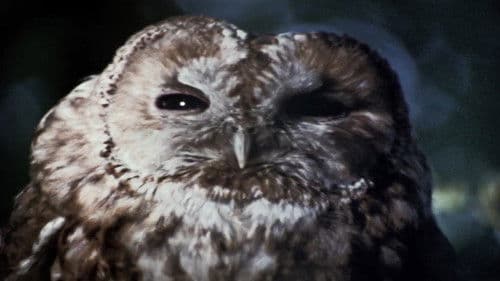 The Owl Service Bild 4