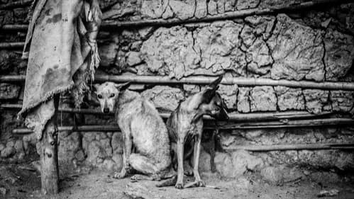 Mi perro muerto Bild 2