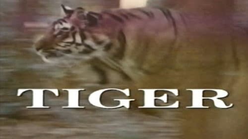 Predators of the Wild: Tiger Bild 1