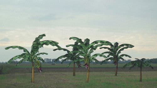 Von Bananenbäumen träumen Bild 1