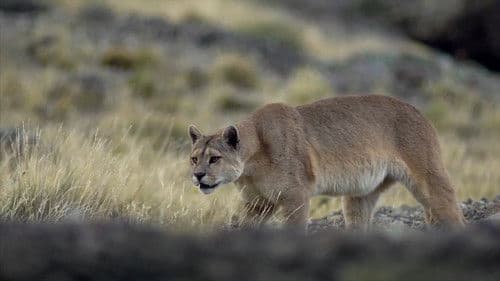 Der unsichtbare Puma - Ein Besucher in Frankreichs Wäldern? Bild 3