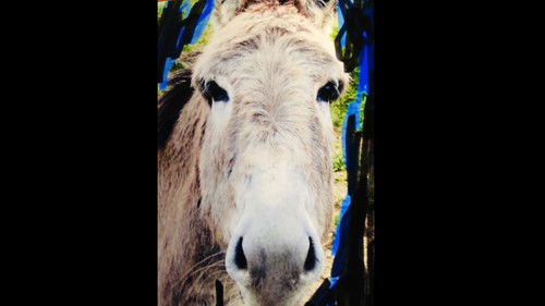 L'histoire de "Scénario" Bild 8