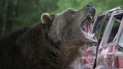 Grizzly Rage - Die Rache der Bärenmutter Bild 3