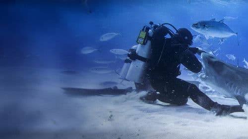 Mensch vs. Hai Bild 2