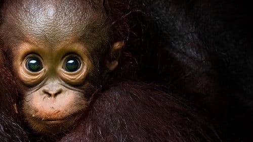 Eden: Untamed Planet Bild 2