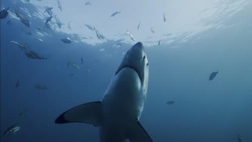 Shark Kingdom Bild 2