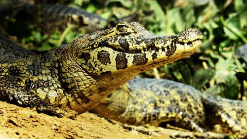 Wild Argentina Bild 4