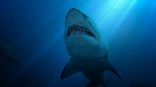 United Sharks of America Bild 4