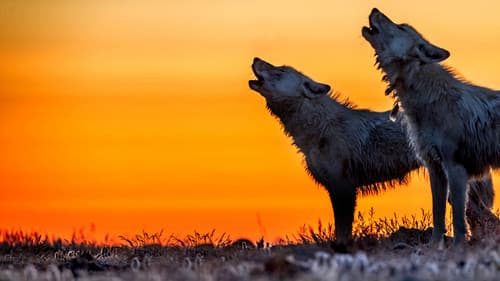 Königreich des Polarwolfs Bild 3