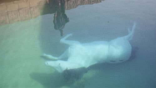 Der Tag der Heuschrecke Bild 3