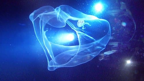 Aliens der Meere Bild 1