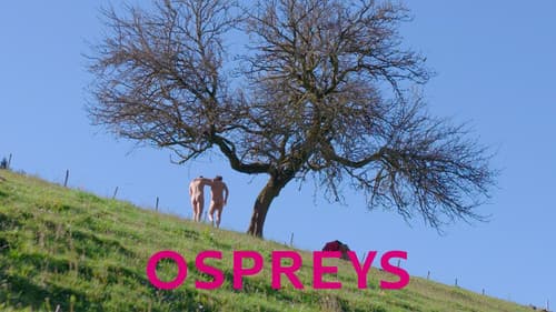 Balbuzards pêcheurs Bild 2