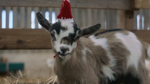 Feather Christmas Bild 8