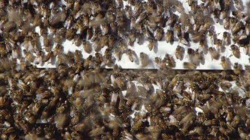 Killerbienen 2 - Terror aus den Wolken Bild 3