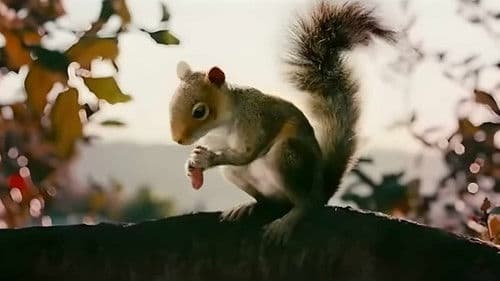 Squirrels Bild 1