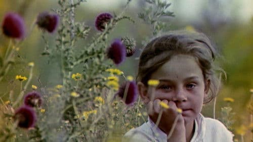 Травневий кульбабовий сніг Bild 1