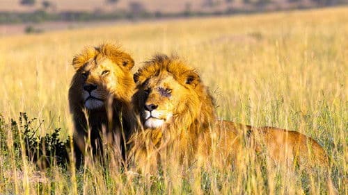 Brotherhood of Lions Bild 4