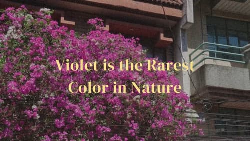 Violet is the rarest color in nature Bild 1