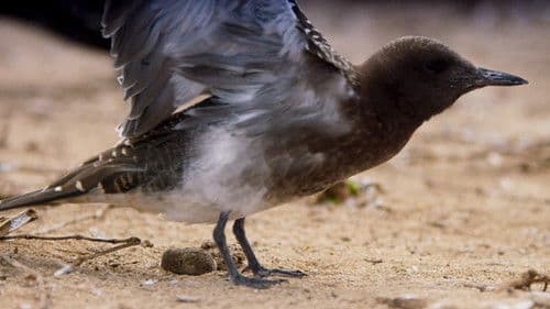 Life - Das Wunder Leben Bild 8