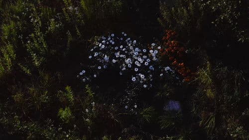 Festin boréal Bild 3