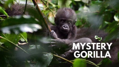 Mystery Gorillas Bild 1