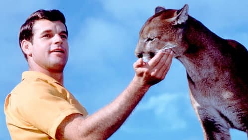 Der einsame Puma Bild 1