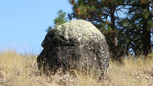 Origins of consciousness Bild 1