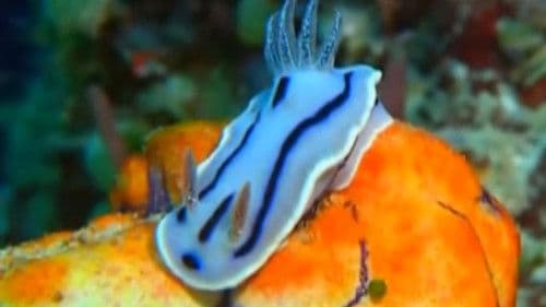 Impressionen unter Wasser Bild 1