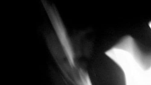 NORTHEASTERN TREES Bild 2